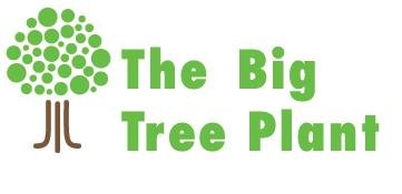 Big Tree PLant_1.JPG
